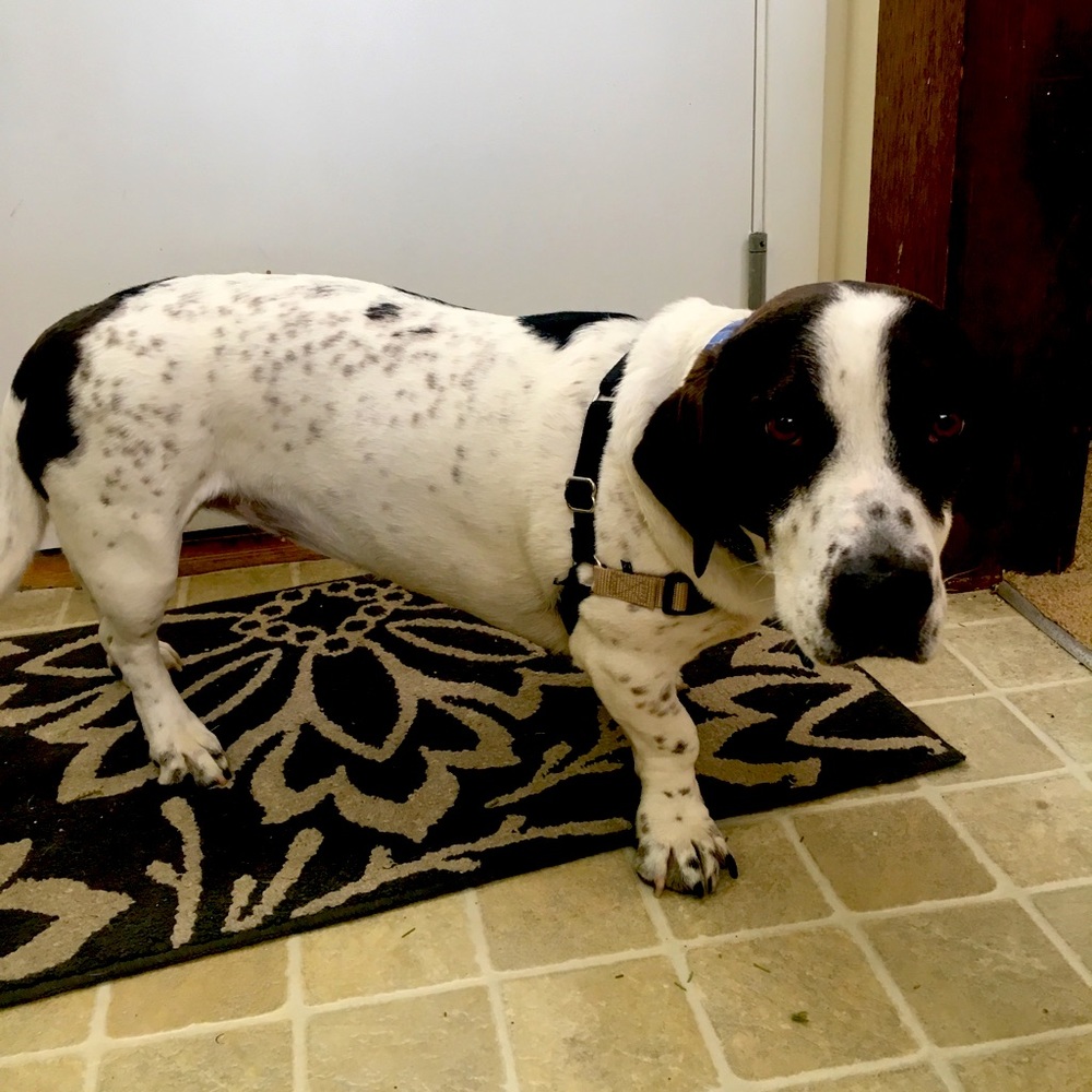 Easy Walk dog harness